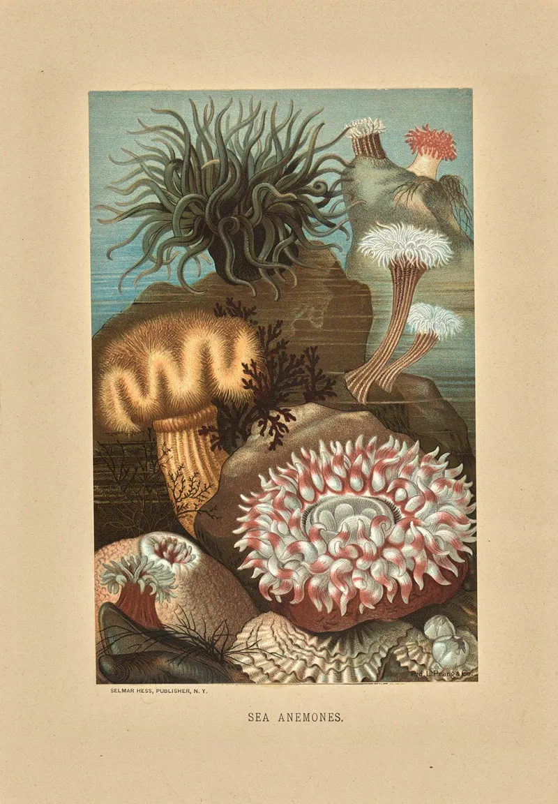 Sea Anemones 3
