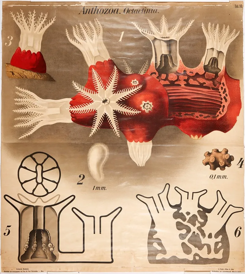 Sea Anemones 7 Wall Art by Paul Pfurtscheller - High-Resolution Digital Print