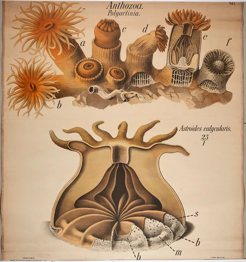 Sea Anemones And Corals Wall Art by Paul Pfurtscheller - High-Resolution Digital Print
