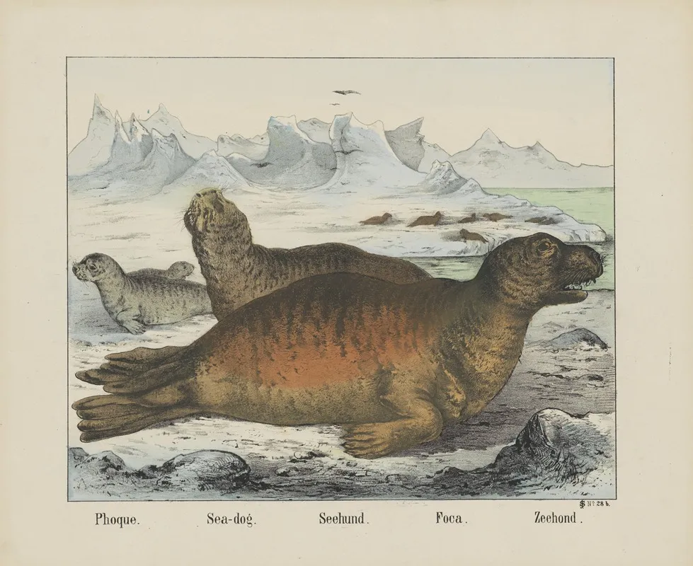 Sea Dog 2 Wall Art by Joseph Scholz - High-Resolution Digital Print
