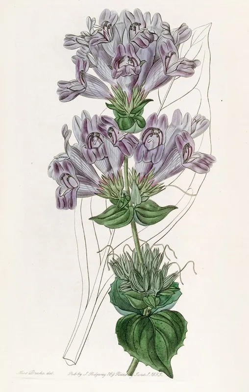 Sea Lavender Leaved Pentstemon Wall Art by Sydenham Edwards - High-Resolution Digital Print