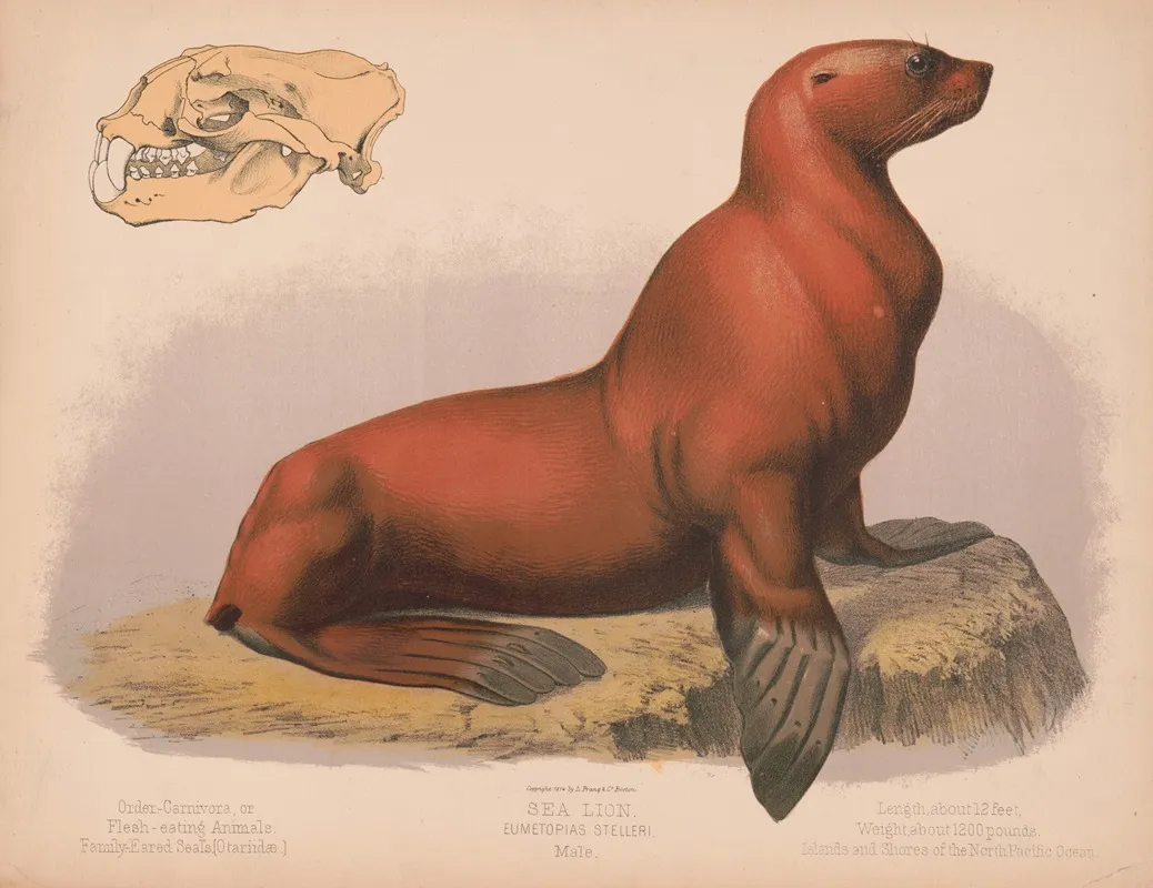 Sea Lion Eumetopias Stelleri Male