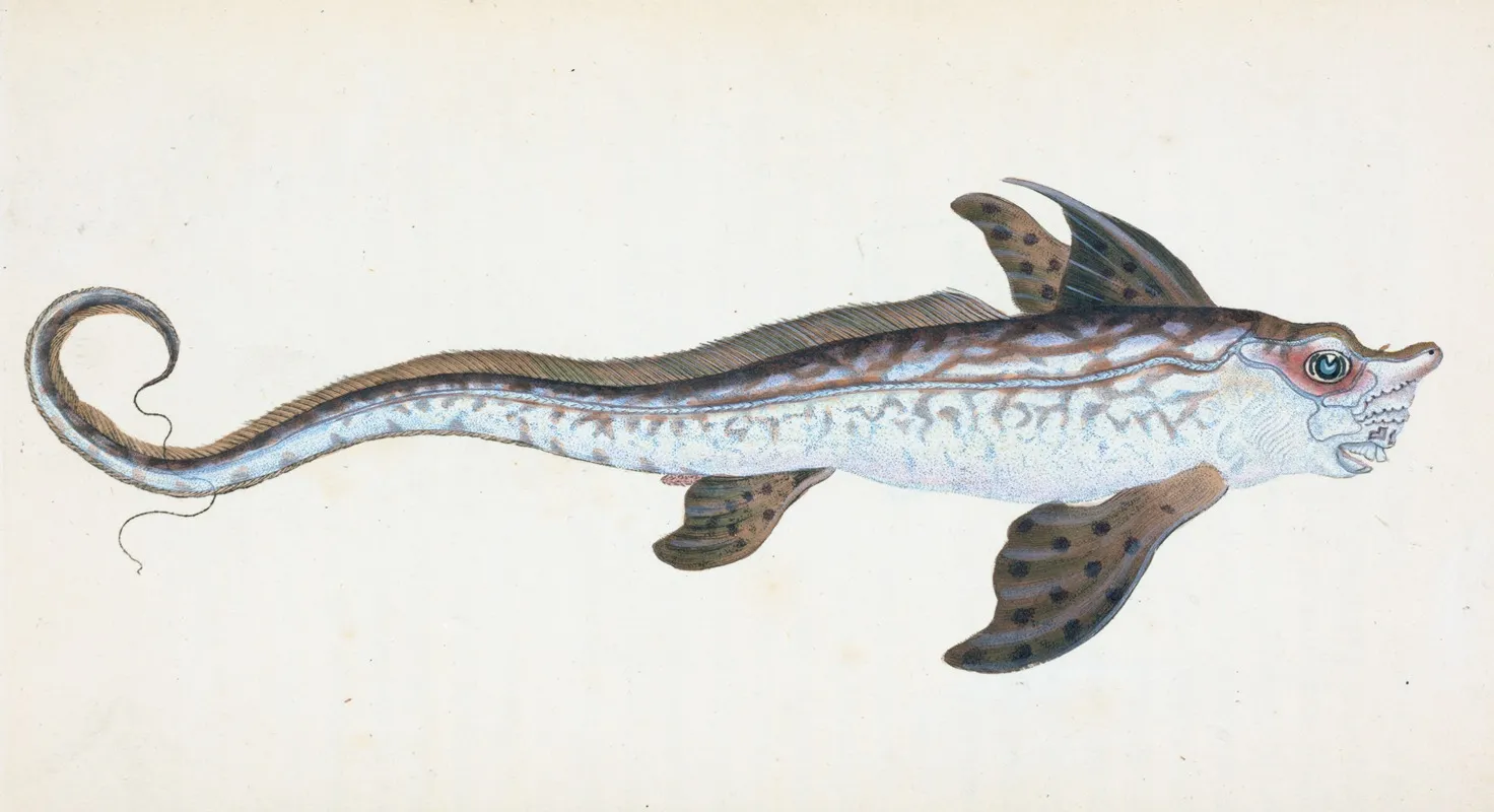Sea Monster Chimera Monstrosa Wall Art by Edward Donovan - High-Resolution Digital Print