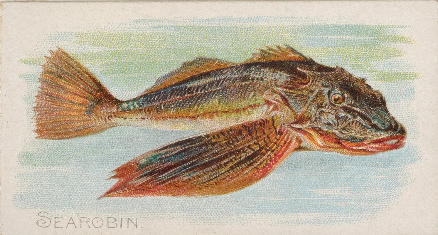 Sea Robin Wall Art by Allen &amp; Ginter - High-Resolution Digital Print