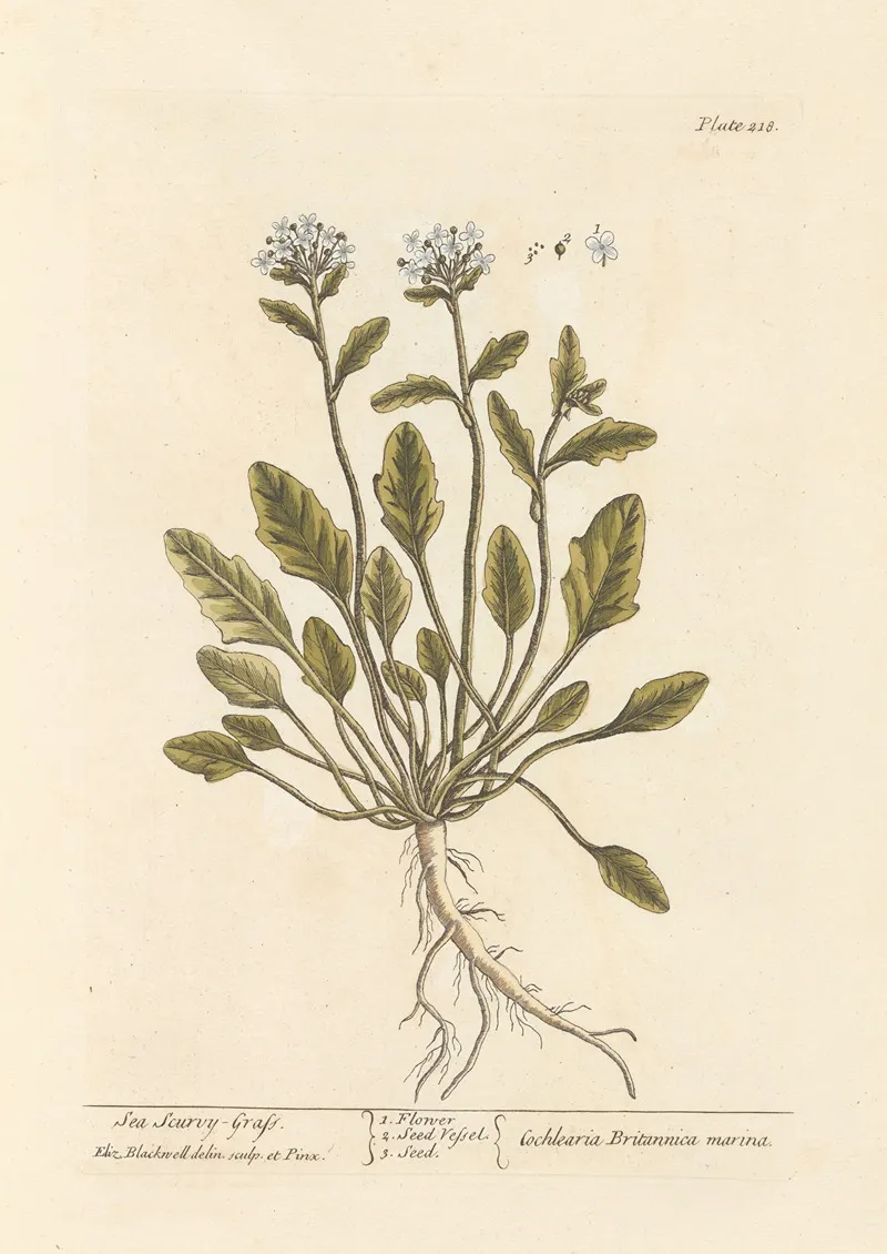 Sea Scurvy Grass Wall Art by Elizabeth Blackwell - High-Resolution Digital Print