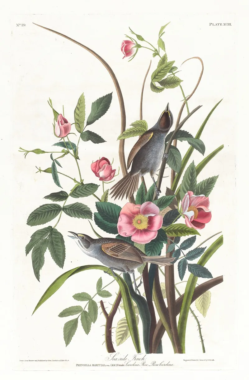 Sea Side Finch Wall Art by John James Audubon - High-Resolution Digital Print