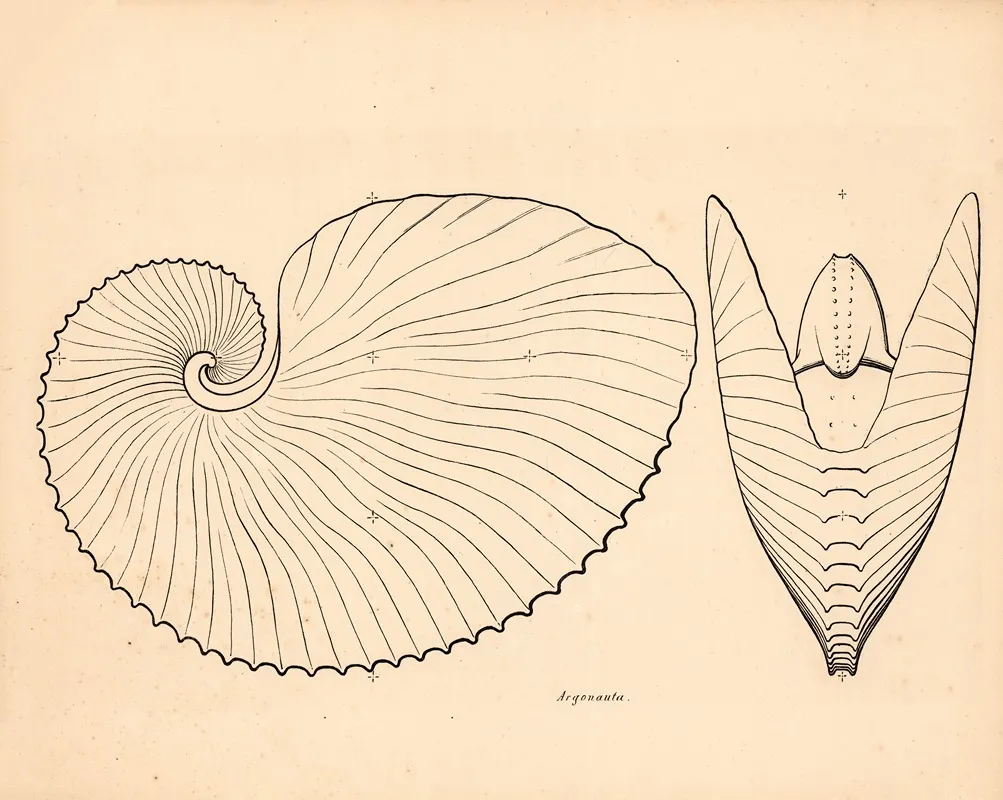 Sea Snails Argonauta Wall Art by Carl Ludvig Petersen - High-Resolution Digital Print