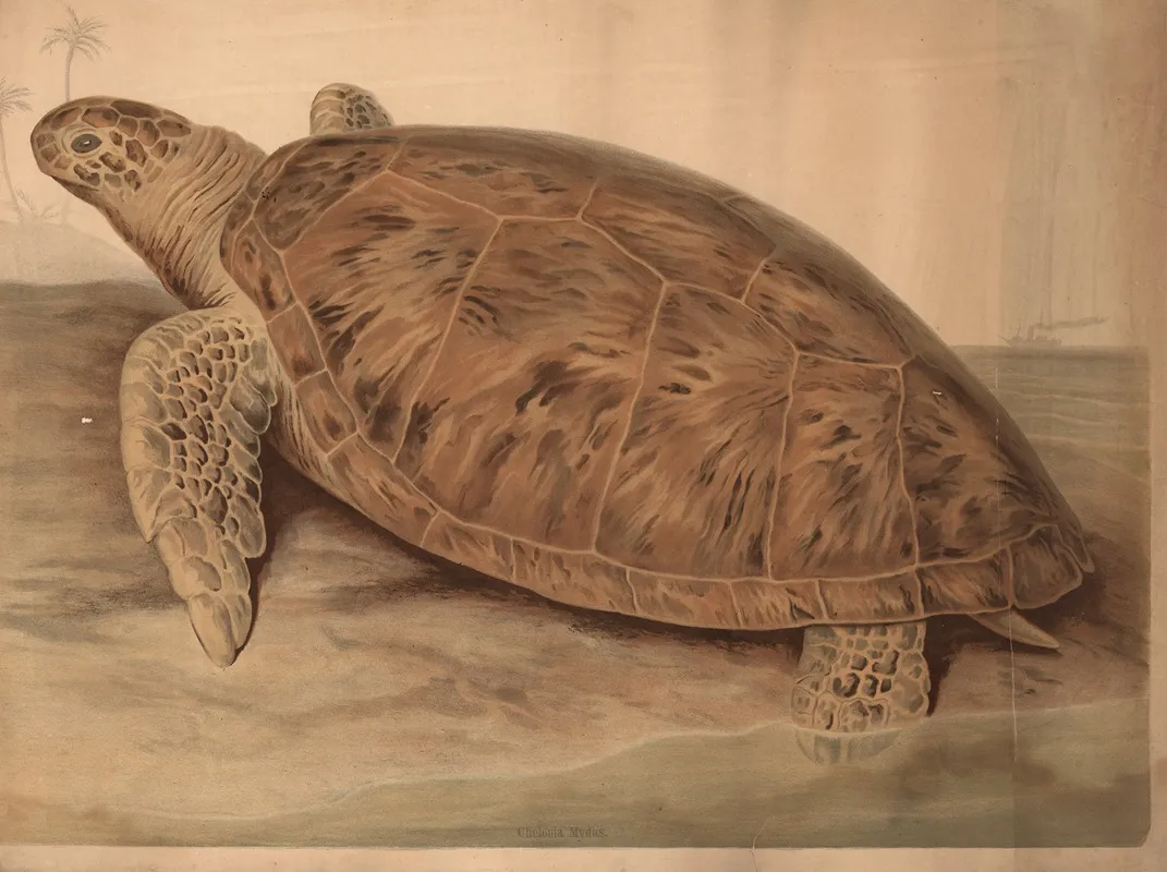 Sea Tutle Chelonia Mydas Wall Art by H. Springer - High-Resolution Digital Print