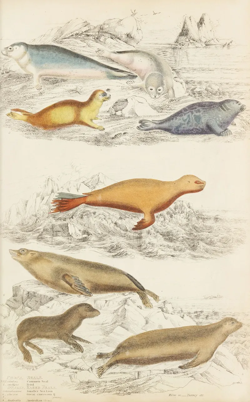 Seals Wall Art by William MacGillivray - High-Resolution Digital Print