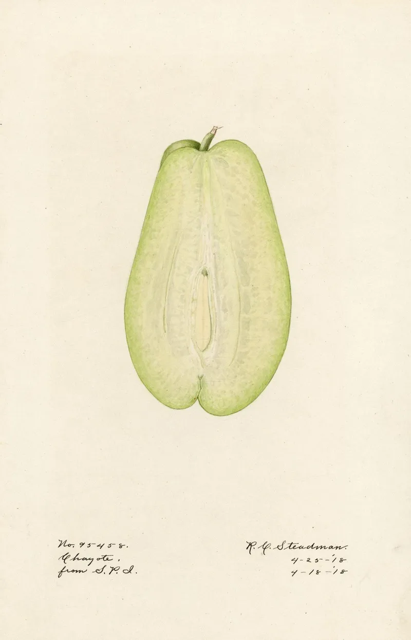 Sechium Edule 3 Wall Art by Royal Charles Steadman - High-Resolution Digital Print