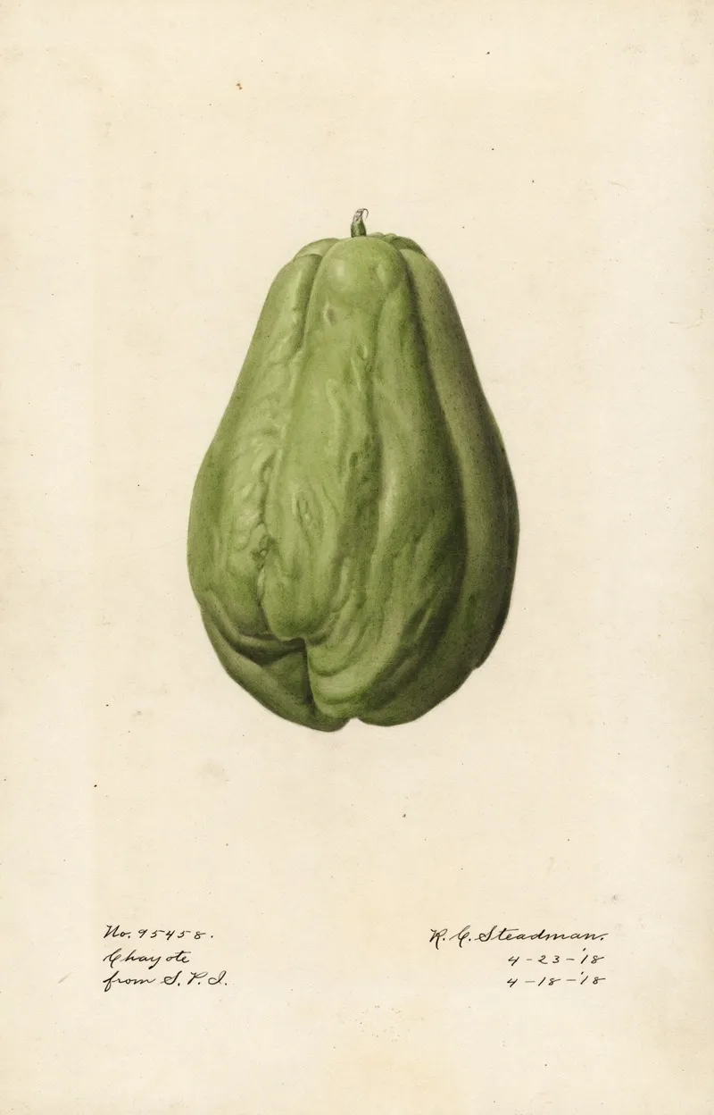 Sechium Edule 4 Wall Art by Royal Charles Steadman - High-Resolution Digital Print