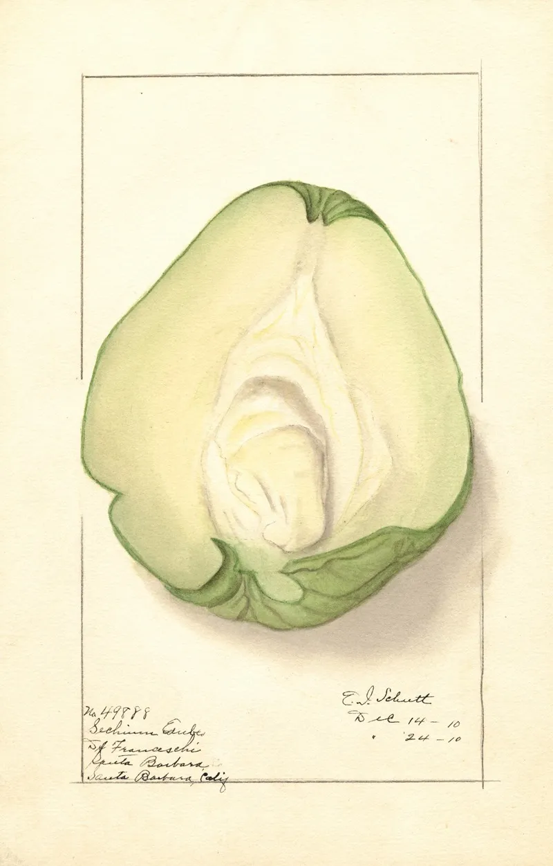 Sechium Edule 7 Wall Art by Ellen Isham Schutt - High-Resolution Digital Print