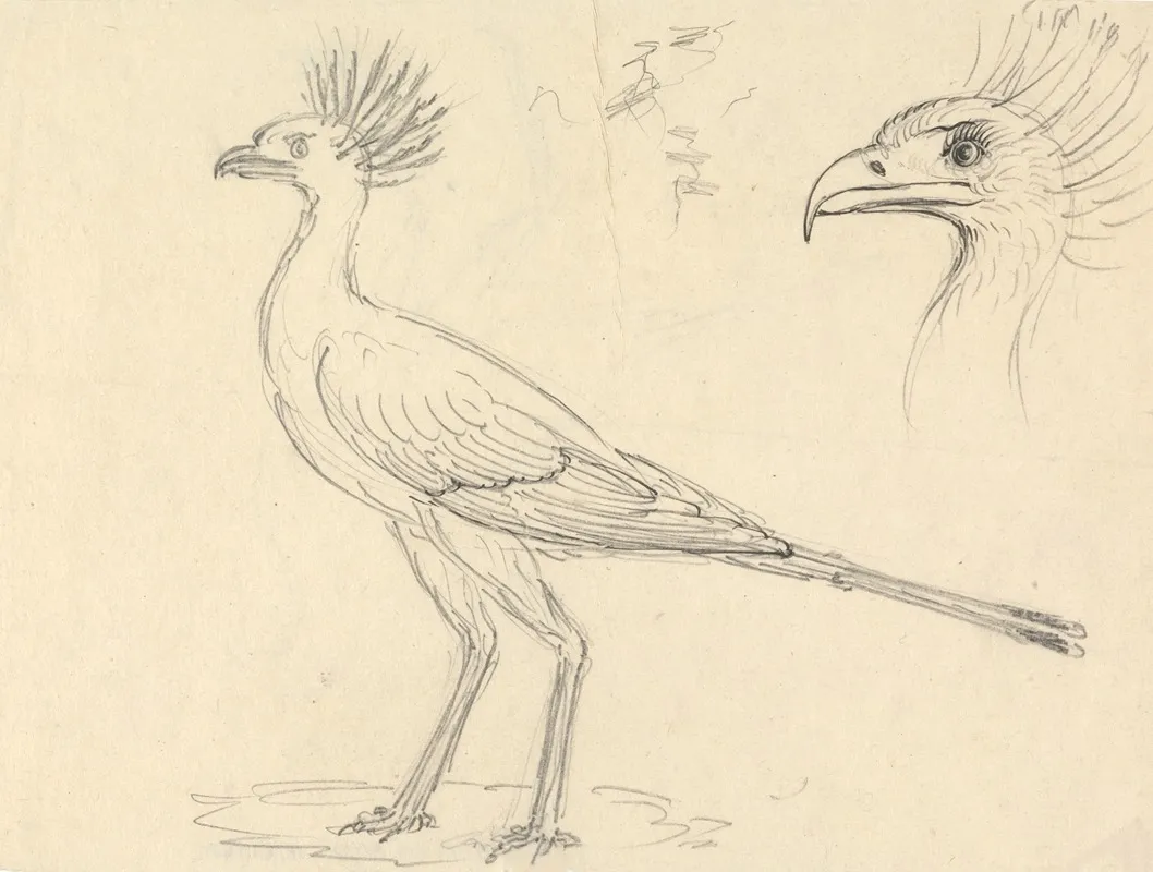 Secretary Bird