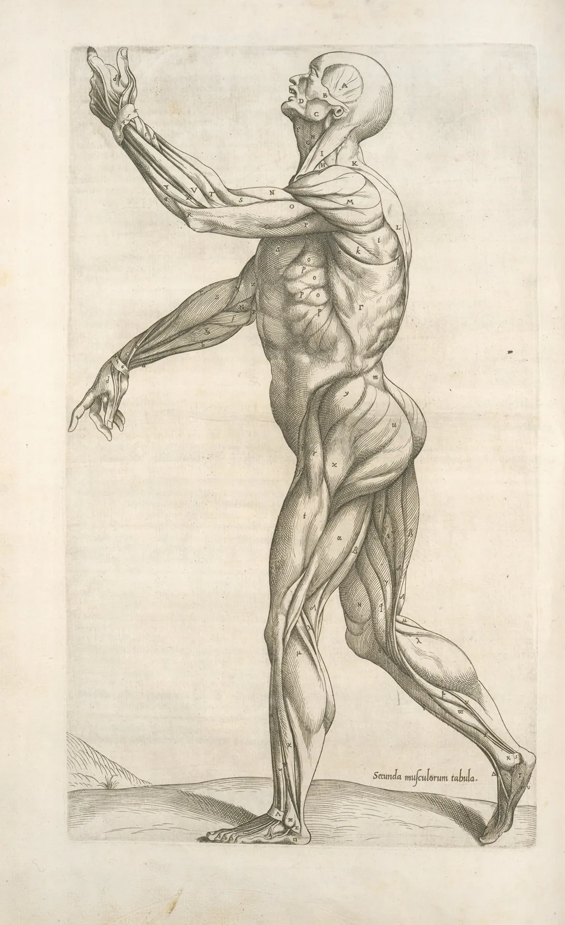 Secunda Musculorum Tabula Shows Muscles In A Walking Position