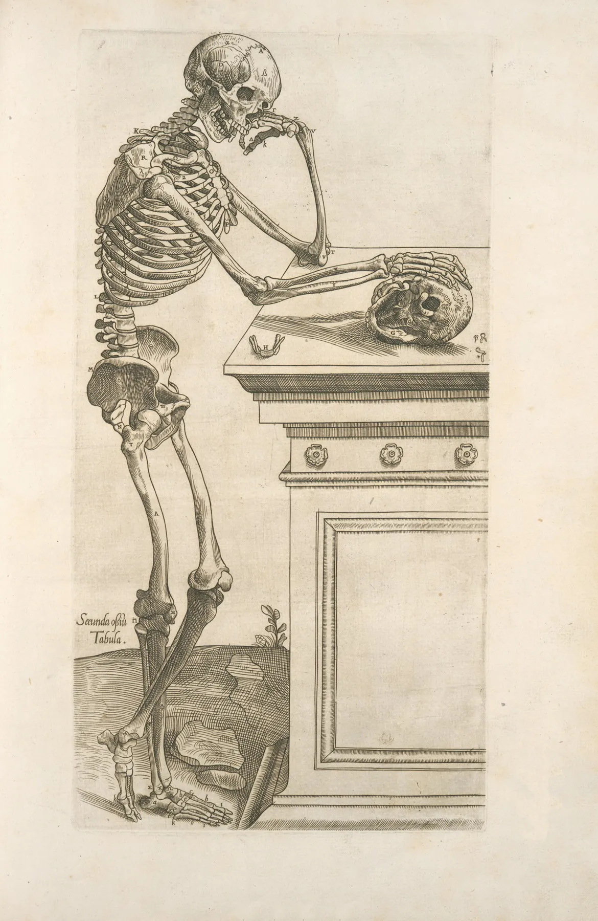 Secunda Ossium Tabula Human Skeleton Inspecting A Skull And In Deep Thinking