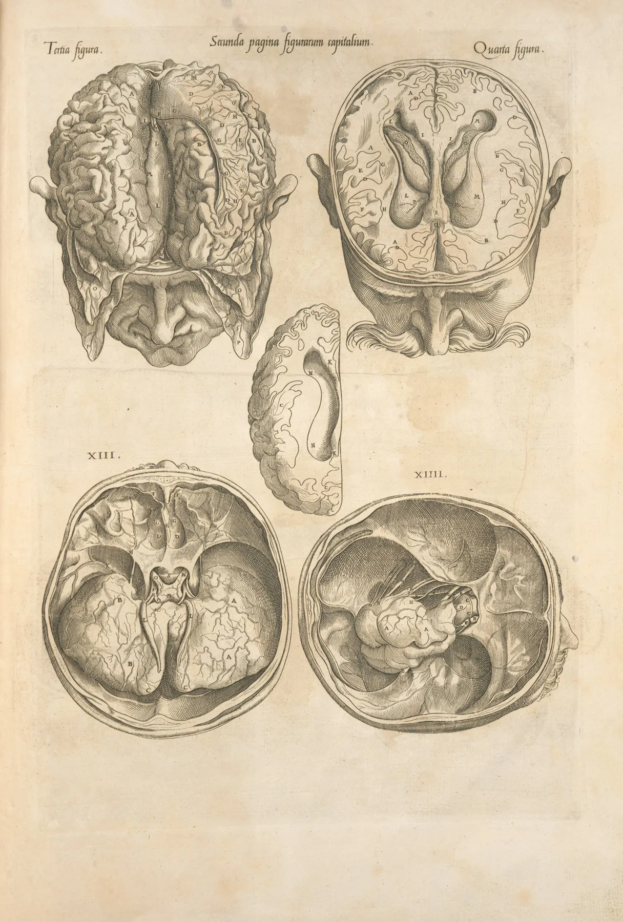 Secunda Pagina Figurarum Capitalium Human Brain