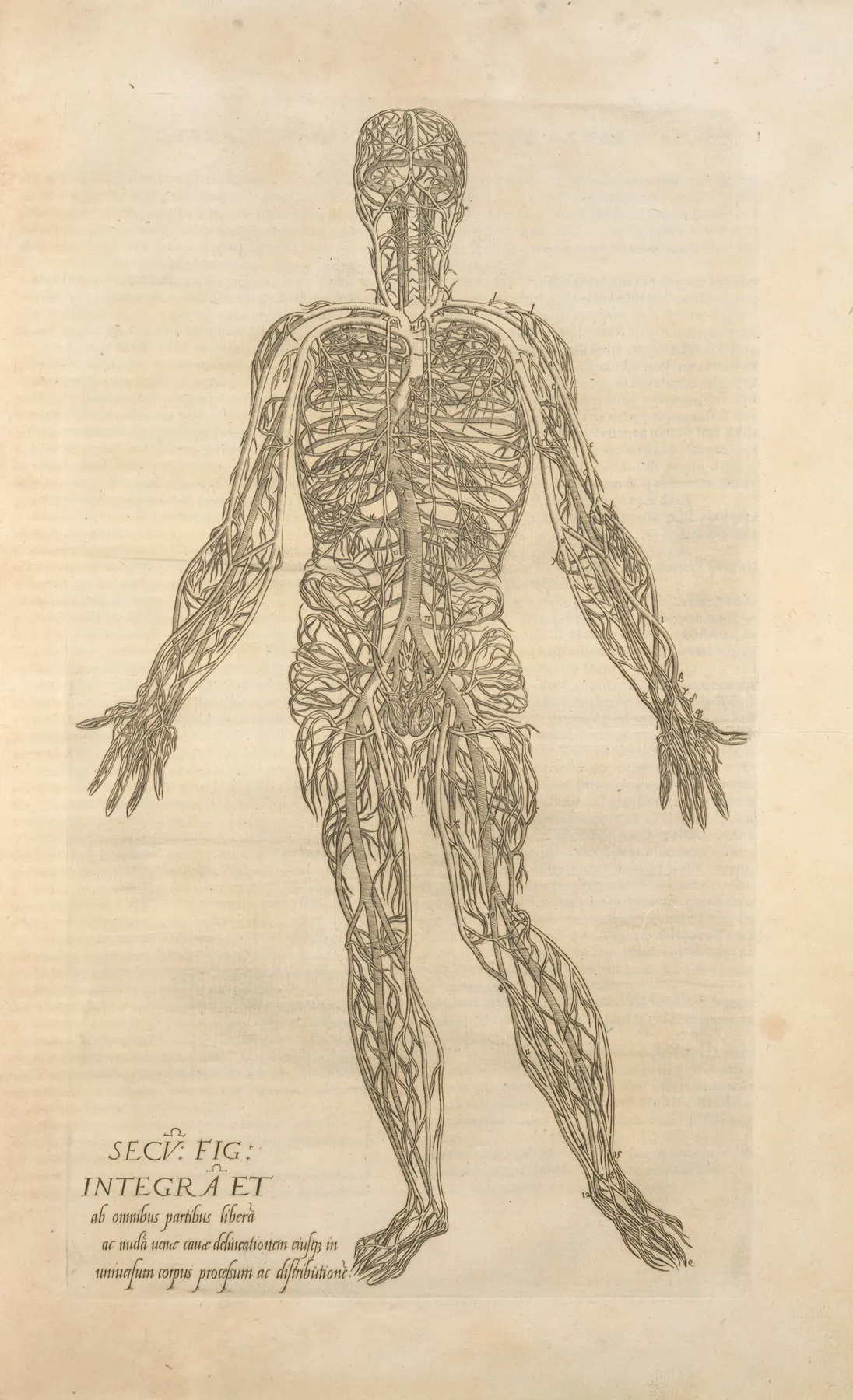 Secv Fig Integra Et Ab Omnibus Partibus Male Figure Showing The Arteries And Veins