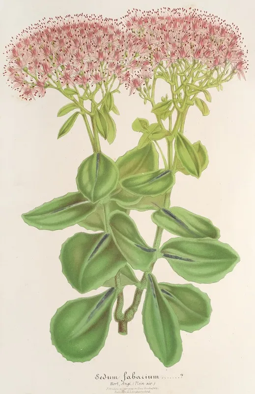 Sedum Fabarium Wall Art by Charles Antoine Lemaire - High-Resolution Digital Print