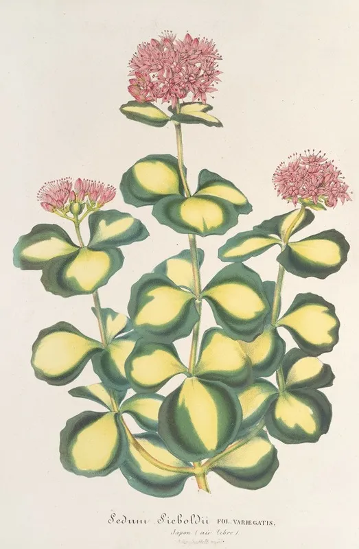 Sedum Sieboldii 2 Wall Art by Charles Antoine Lemaire - High-Resolution Digital Print