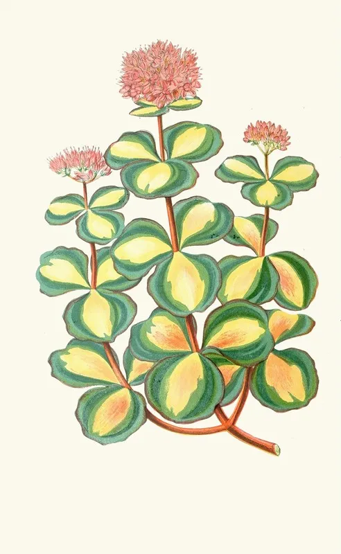 Sedum Sieboldii Wall Art by Edward Joseph Lowe - High-Resolution Digital Print
