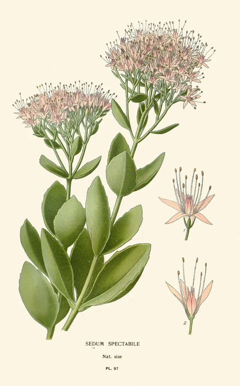 Sedum Spectabile Wall Art by Edward Step - High-Resolution Digital Print