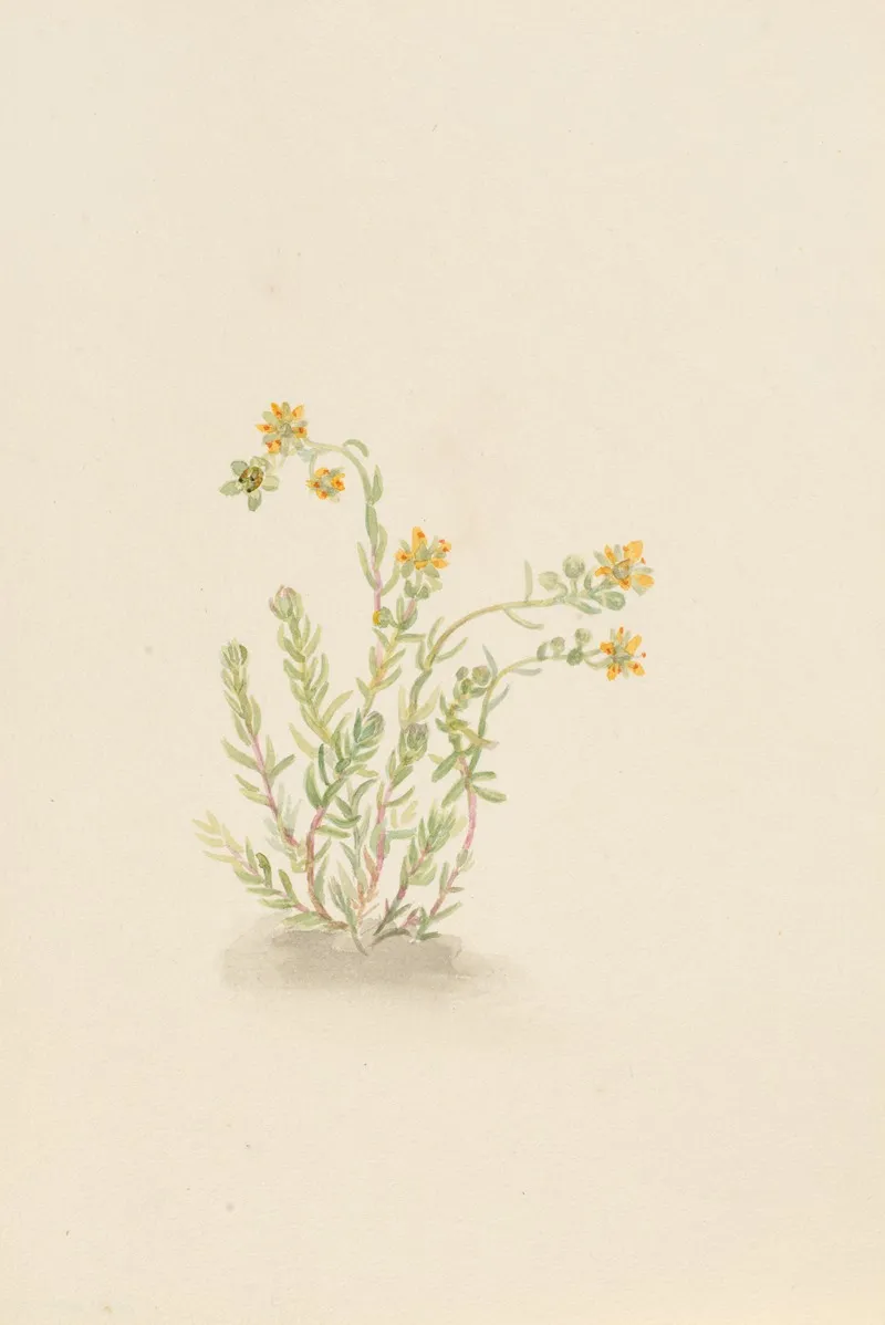 Sedum Stenopetalum