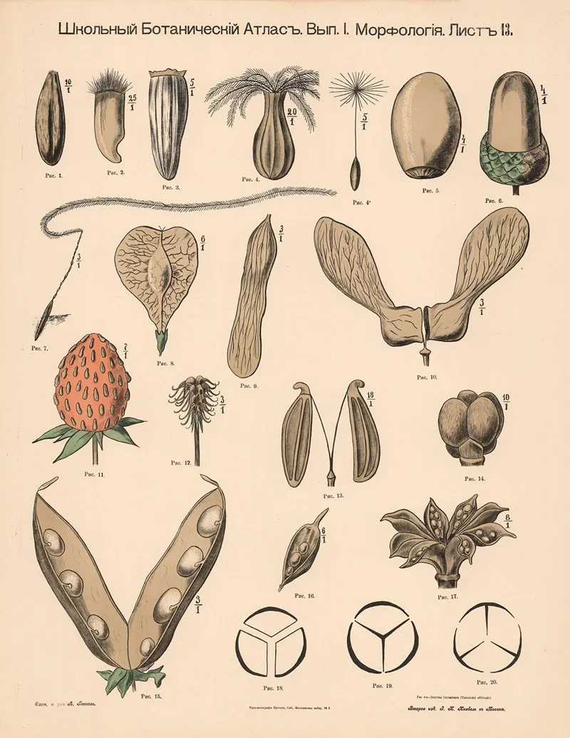 Seed Capsules Fruits Wall Art by Alexander-Paul Henckel - High-Resolution Digital Print