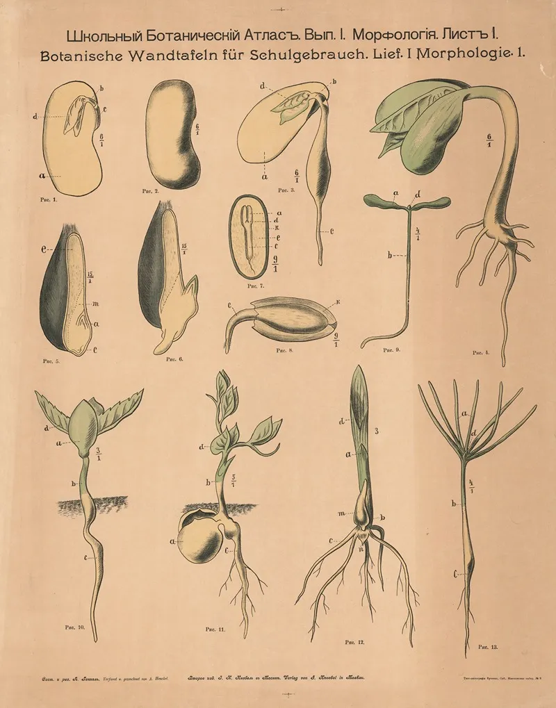 Seeds And Cotyledons Wall Art by Alexander-Paul Henckel - High-Resolution Digital Print