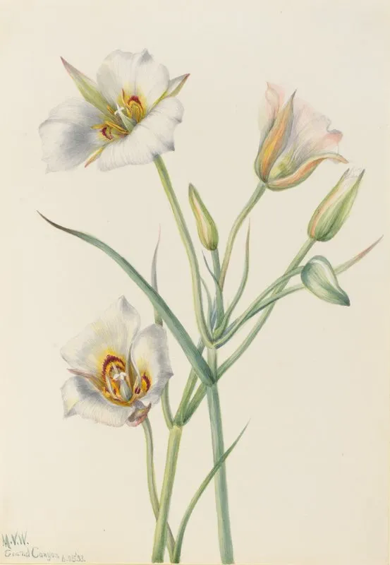 Sego Lily Calochortus Nuttallii