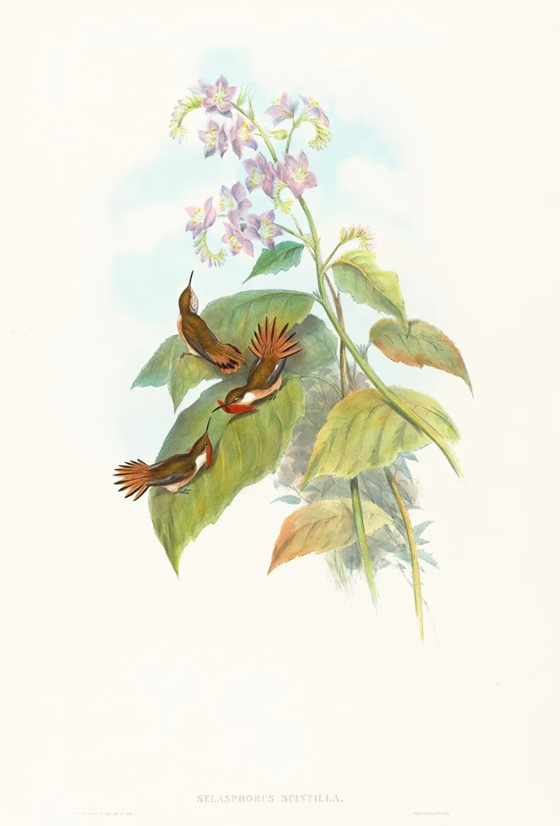 Selashorus Scintilla Scintillant Hummingbird Wall Art by John Gould - High-Resolution Digital Print