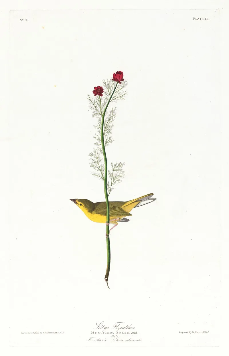Selbys Flycatcher Wall Art by John James Audubon - High-Resolution Digital Print