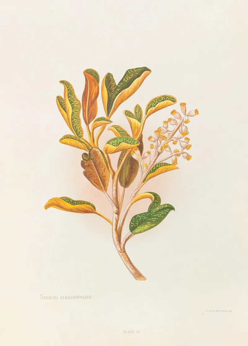 Selecio Eleagnifolius Wall Art by Georgina Burne Hetley - High-Resolution Digital Print