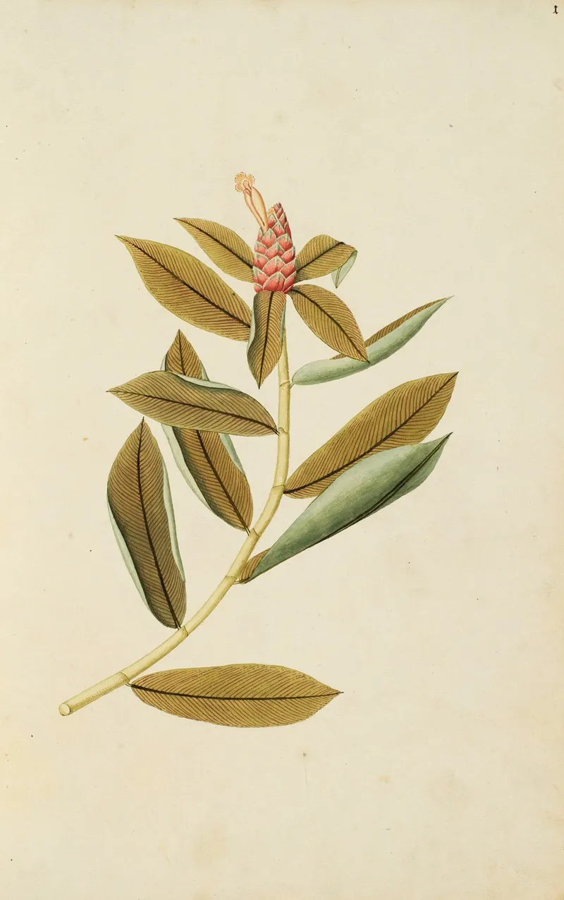 Selectarum Stirpium Americanarum Historia Pl 001 Wall Art by Nikolaus Joseph Freiherr von Jacquin - High-Resolution Digital Print