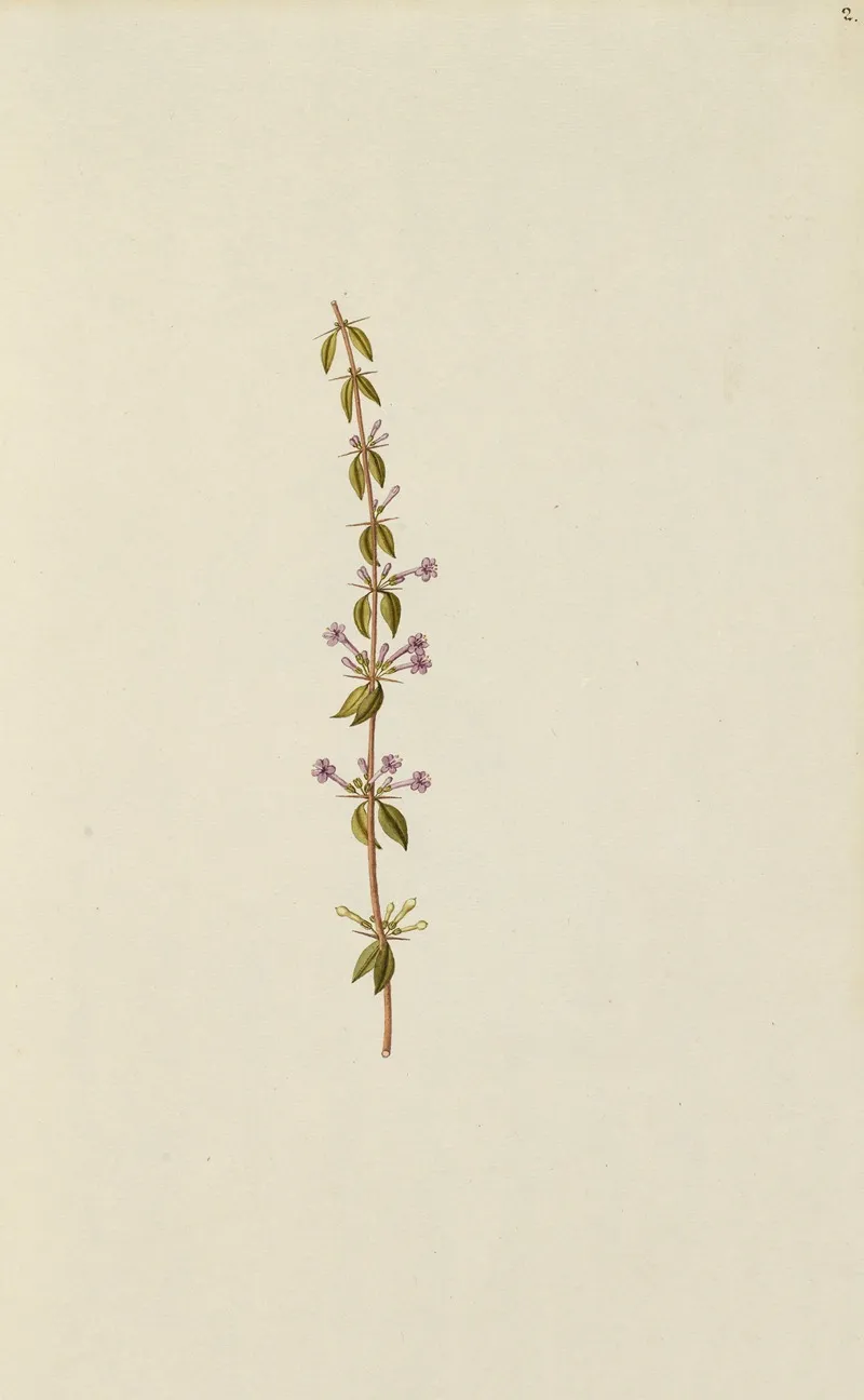 Selectarum Stirpium Americanarum Historia Pl 002 Wall Art by Nikolaus Joseph Freiherr von Jacquin - High-Resolution Digital Print