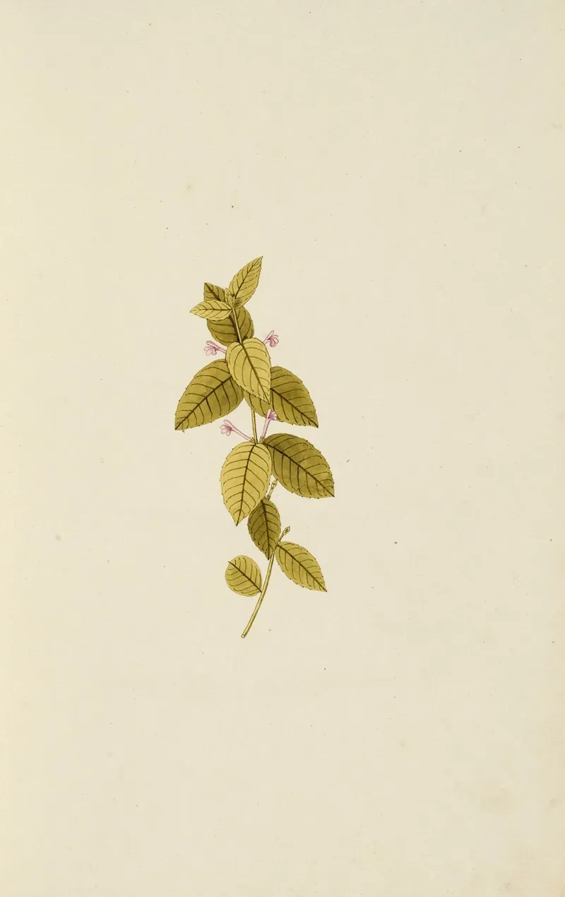Selectarum Stirpium Americanarum Historia Pl 003 Wall Art by Nikolaus Joseph Freiherr von Jacquin - High-Resolution Digital Print