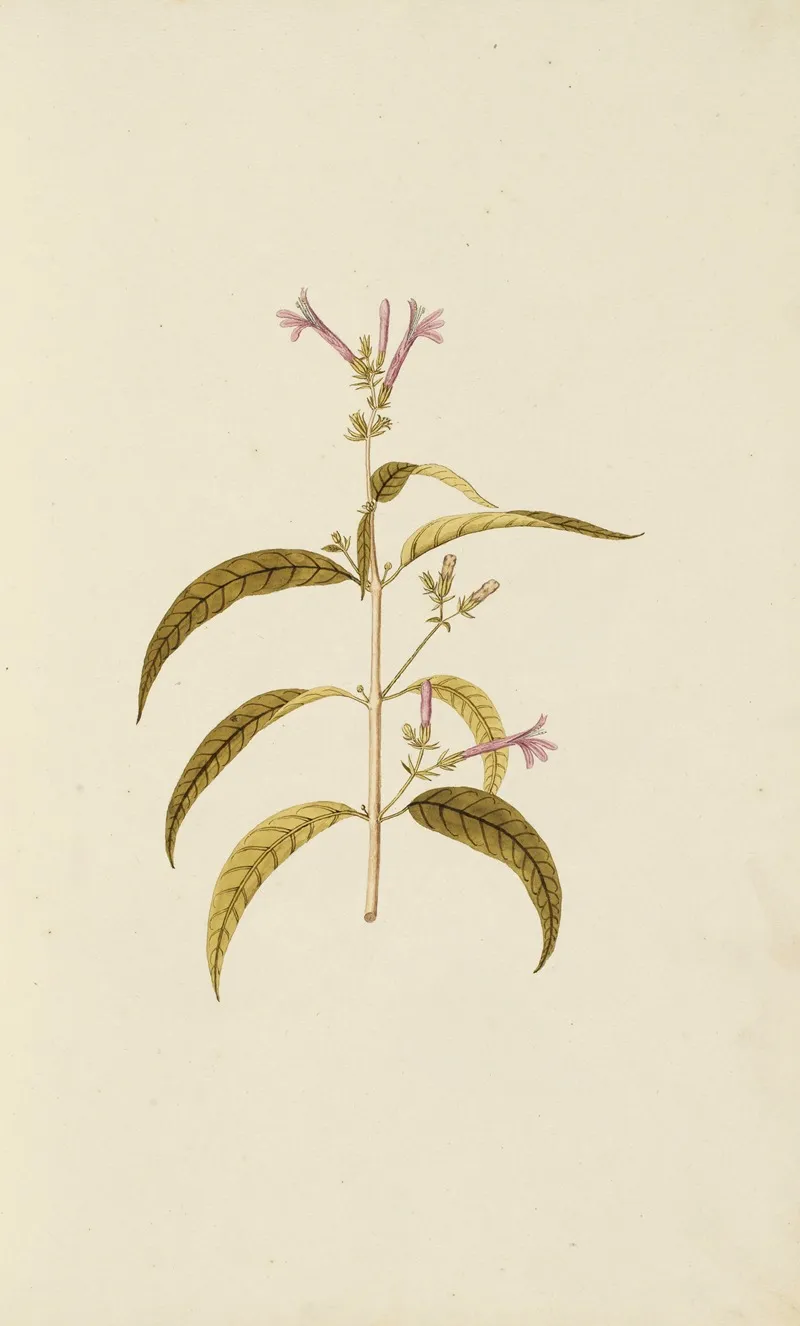 Selectarum Stirpium Americanarum Historia Pl 005 Wall Art by Nikolaus Joseph Freiherr von Jacquin - High-Resolution Digital Print