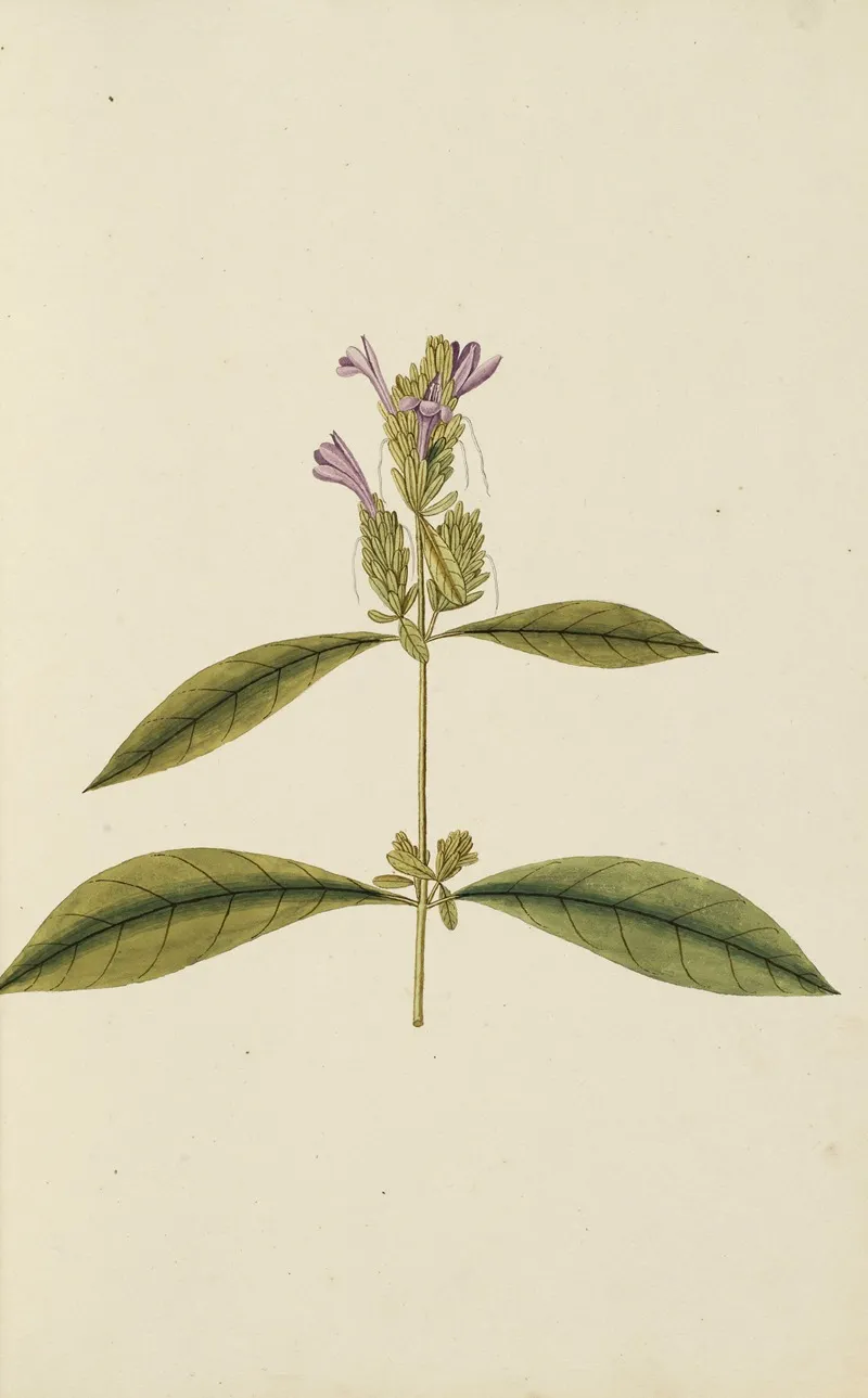Selectarum Stirpium Americanarum Historia Pl 007 Wall Art by Nikolaus Joseph Freiherr von Jacquin - High-Resolution Digital Print