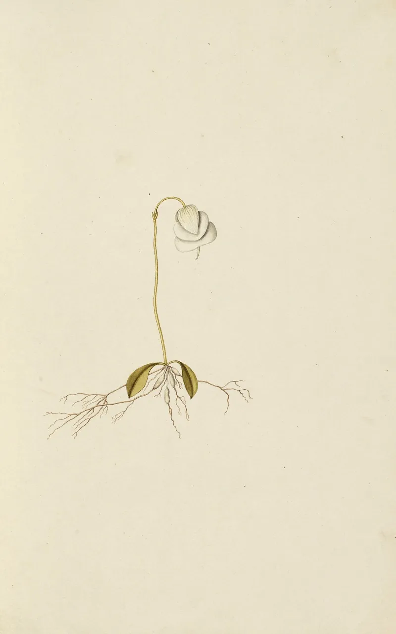 Selectarum Stirpium Americanarum Historia Pl 008 Wall Art by Nikolaus Joseph Freiherr von Jacquin - High-Resolution Digital Print