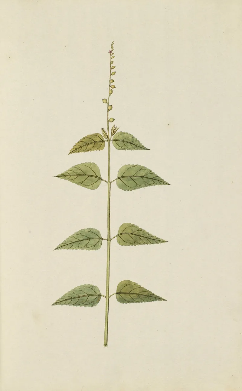 Selectarum Stirpium Americanarum Historia Pl 009 Wall Art by Nikolaus Joseph Freiherr von Jacquin - High-Resolution Digital Print