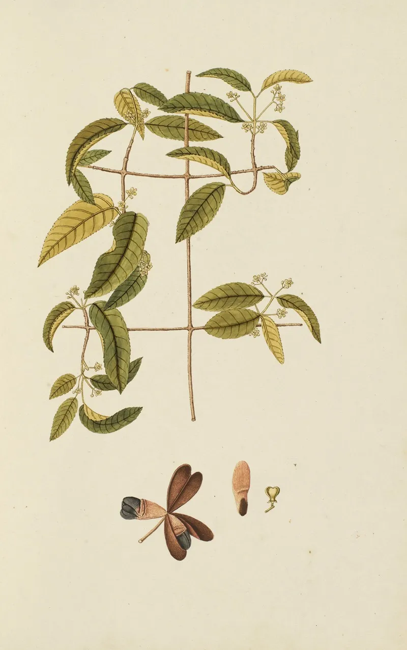 Selectarum Stirpium Americanarum Historia Pl 012 Wall Art by Nikolaus Joseph Freiherr von Jacquin - High-Resolution Digital Print