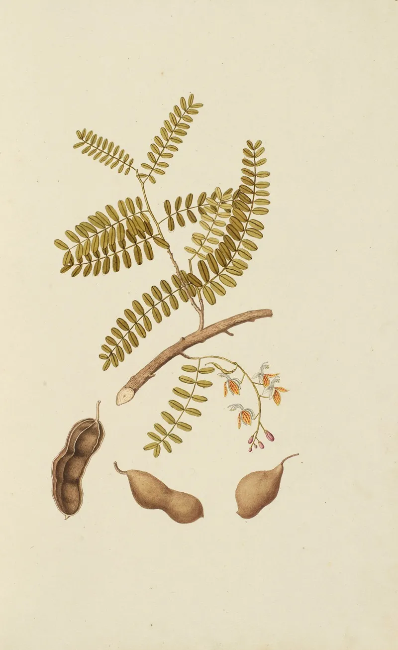 Selectarum Stirpium Americanarum Historia Pl 013 Wall Art by Nikolaus Joseph Freiherr von Jacquin - High-Resolution Digital Print