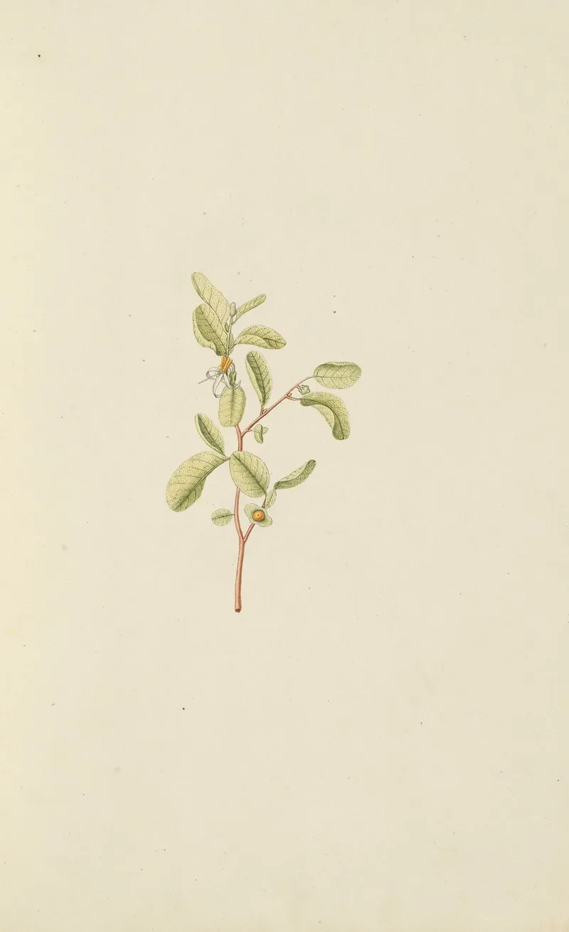 Selectarum Stirpium Americanarum Historia Pl 015 Wall Art by Nikolaus Joseph Freiherr von Jacquin - High-Resolution Digital Print
