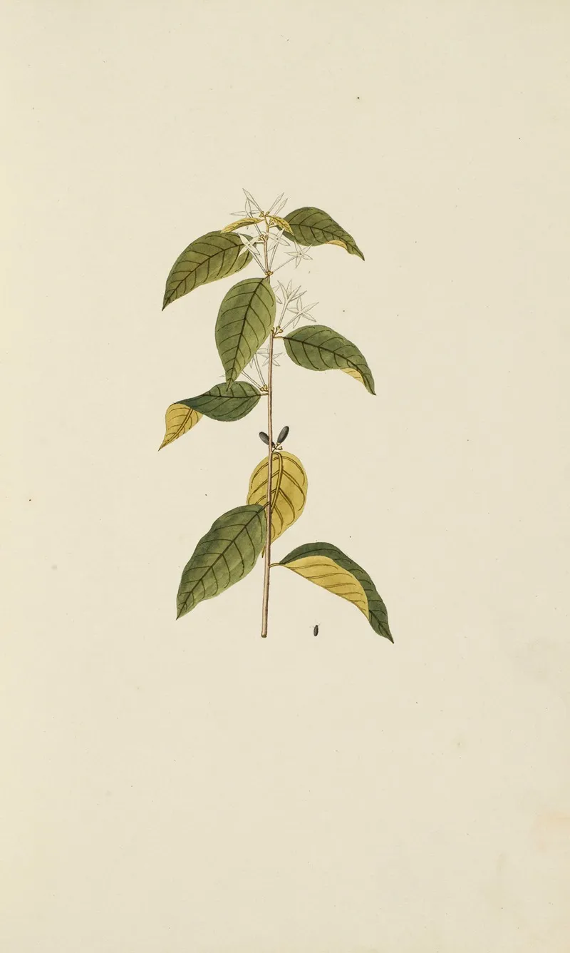 Selectarum Stirpium Americanarum Historia Pl 016 Wall Art by Nikolaus Joseph Freiherr von Jacquin - High-Resolution Digital Print