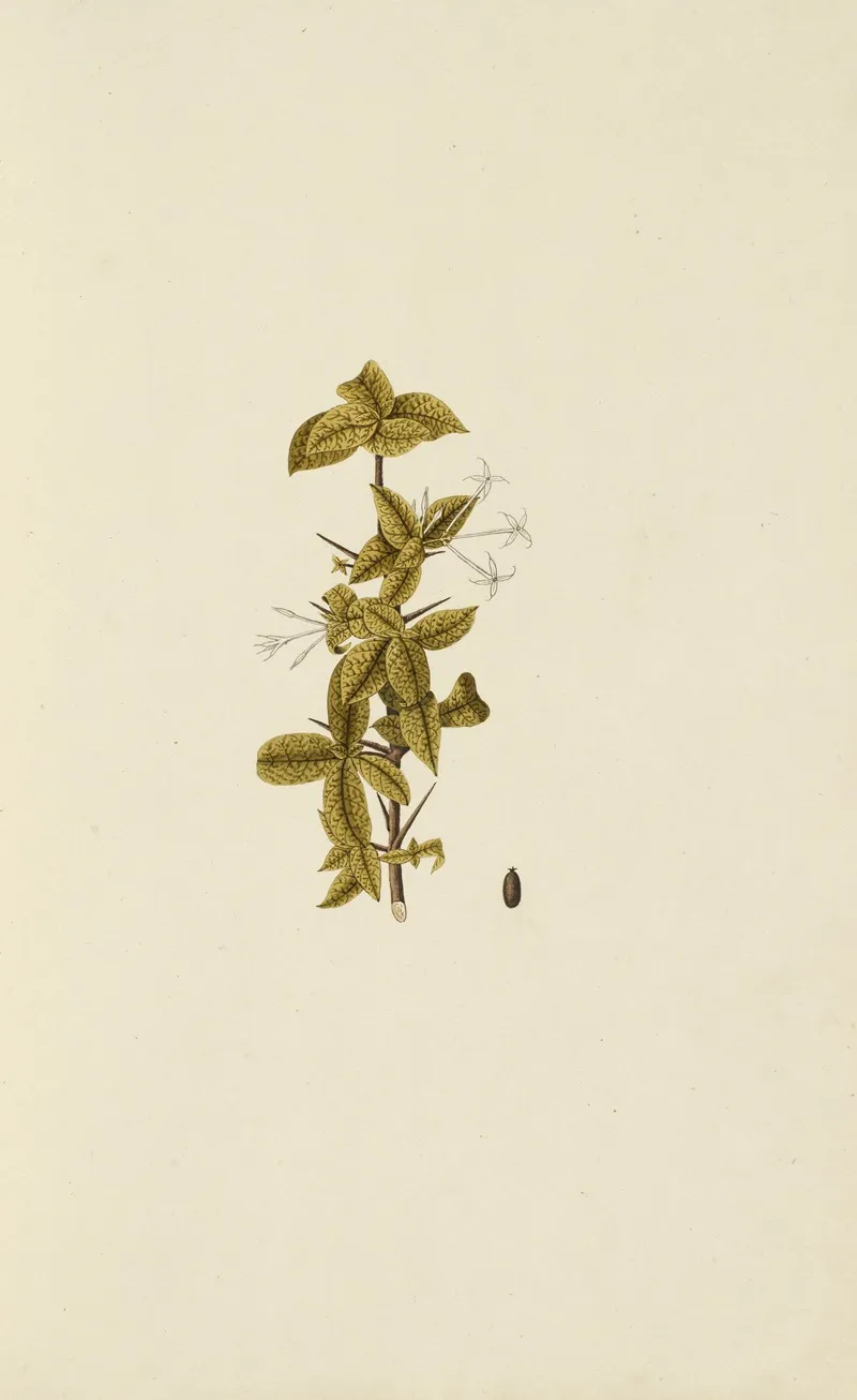 Selectarum Stirpium Americanarum Historia Pl 017 Wall Art by Nikolaus Joseph Freiherr von Jacquin - High-Resolution Digital Print