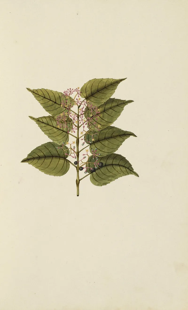 Selectarum Stirpium Americanarum Historia Pl 020 Wall Art by Nikolaus Joseph Freiherr von Jacquin - High-Resolution Digital Print