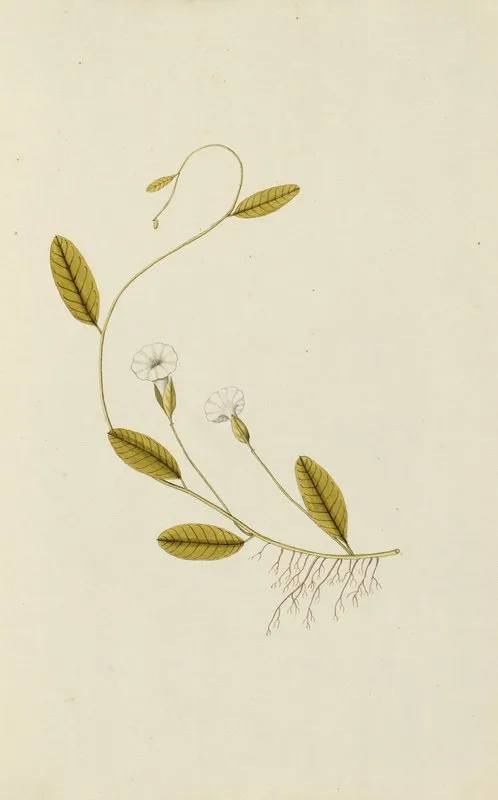 Selectarum Stirpium Americanarum Historia Pl 024 Wall Art by Nikolaus Joseph Freiherr von Jacquin - High-Resolution Digital Print