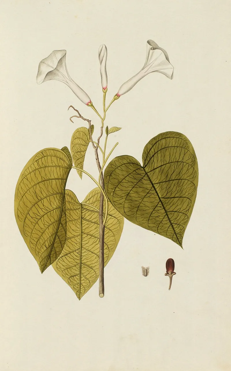 Selectarum Stirpium Americanarum Historia Pl 025 Wall Art by Nikolaus Joseph Freiherr von Jacquin - High-Resolution Digital Print