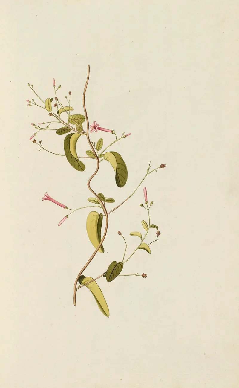 Selectarum Stirpium Americanarum Historia Pl 026 Wall Art by Nikolaus Joseph Freiherr von Jacquin - High-Resolution Digital Print