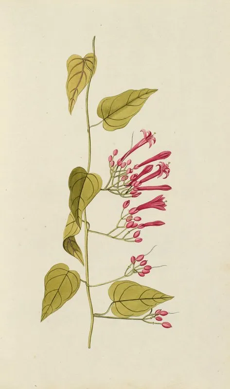 Selectarum Stirpium Americanarum Historia Pl 027 Wall Art by Nikolaus Joseph Freiherr von Jacquin - High-Resolution Digital Print