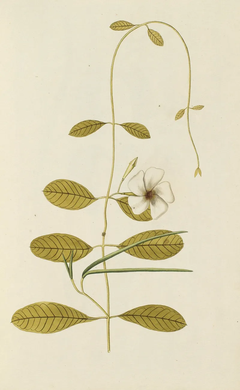 Selectarum Stirpium Americanarum Historia Pl 028 Wall Art by Nikolaus Joseph Freiherr von Jacquin - High-Resolution Digital Print